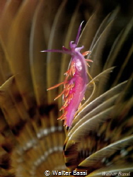 Dancing in the flower by Walter Bassi 